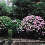 2008-06-01 花の家 うどん小屋と物置の間の紫陽花