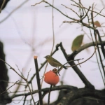 2010-11-18 花の家 柿を食べるメジロ