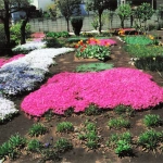 2012-05 花の家・芝桜