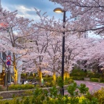 2022-03-27 17;42 六本木 東京ミッドタウン 桜と道路