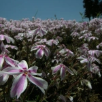 2007-04-29 12-04-43羊山公園の芝桜