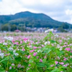 2013-10-06-14-53-28高麗 巾着田 ソバの花