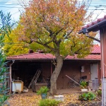 2017-11-25 15;31 花の家 物置小屋の前の杏の木