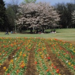 2004-04-01 羽村 チューリップと桜