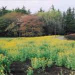 2005-04-12 小金井公園 菜の花と桜