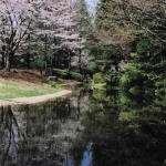 2004-04-01 昭和記念公園 桜と水面に映る景色