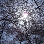 2006-03-31 10-39-42小金井公園の桜と空