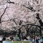 2009-04-01 小平市小金井公園 花見をする人々・桜3