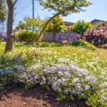 2017-05-05 13;56 花の家 芝桜などの花が咲く庭