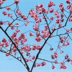 2005-03-01 花の家 梅の花と空