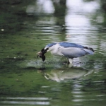 2009-05-23 小金井公園 獲物をとらえたサギ（ゴイサギ）