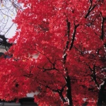 2003-12-04 花の家 赤く色づいた紅葉