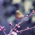 2000-11-18 花の家 梅にメジロ