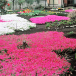 2012-04 花の家・芝桜