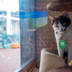 2017-06-11 15;13 伊太祈曽駅 駅員の猫 よんたま