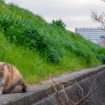 2016-04-03 16-32 六郷土手 多摩川の土手に座る猫