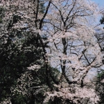 2004-03-26 小平市 小金井公園 花見を楽しむ人々と桜