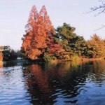 2005-12-10 東京都武蔵野市 都立井の頭恩賜公園 水面の鳥たちと池と紅葉の風景