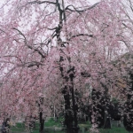 2009-04-09 小平市 小金井公園 サクラ