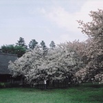 2003-04-19 東京都小平市小金井公園 藁葺き屋根の家と桜