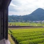 2015-07-25-15-34 大井川鐵道 大井川本線 お茶畑を走る蒸気機関車