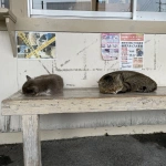 2021-03-30 15;53 上総牛久駅 駅のベンチで寝てる猫