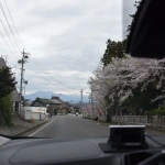 2019-04-29 16;26 下高井郡山ノ内町平穏 道沿いの桜