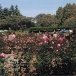 2008-05-01 東京都調布市深大寺 神代植物園 園内風景とバラ