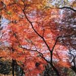 2009-12-04 小金井公園 木漏れ日と紅葉