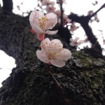 2012-03-24 14-00-47盆栽街に咲く桜