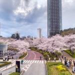 2022-03-27 17;35 六本木 東京ミッドタウン 桜の咲く坂道