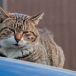 2012-01-15-14-19-41品川宿の車の上に座っている猫