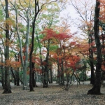 2004-12-28 東京都 小金井公園 紅葉で色づいた木々3