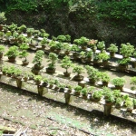 2006-04-30 13-28-34鷹取山の寺の盆栽