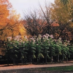 2010-11-18 小金井公園 遠くから見たキダチダリア