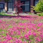 2017-05-05 14;05 花の家 庭を埋める赤い芝桜