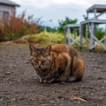 2016-10-30 13;30 津久井浜 農園にいた猫