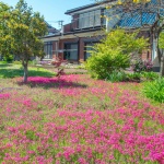 2017-05-05 14;04 花の家 芝桜が赤く彩る庭