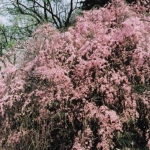 2005-04-09 東京都調布市深大寺 神代植物園 枝垂れ桜