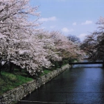 2005-04-08 羽村市 羽村の堰 桜