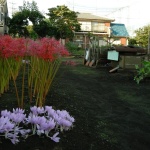 2007-10-06 16-06-49 花の家 彼岸花・イヌサフランと家屋