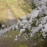 2019-04-30 16;40 新潟県十日町市 清津峡付近の桜