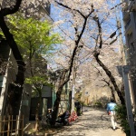 2020-03-26 12;14 五反田 五反田公園の桜