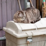 2008-06-21-15-14-02 川原湯温泉の入り口の猫