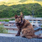 2016-08-15-18;44台湾 新北市瑞芳区 猴硐猫村 猴硐車站の高台の猫