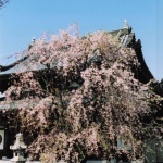 2004-04-01 青梅 梅岩寺 桜