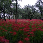 2007-09-29 13-49-14 巾着田の彼岸花