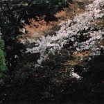 2004-03-27 小平市 小金井公園 桜3