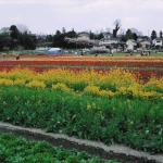 2004-04-09 東京都羽村市 根がらみ前水田 チューリップ畑