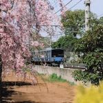 2008-04-01 小平 小平ふるさと村 桜と西武鉄道の列車